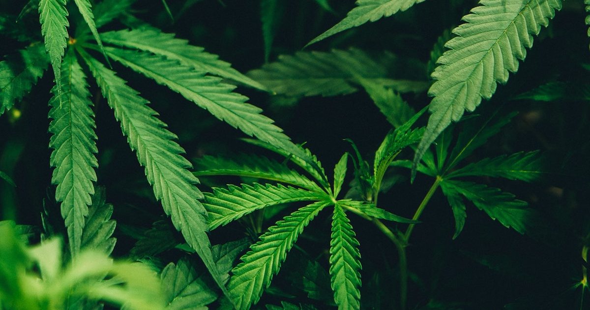 marijuana leaves