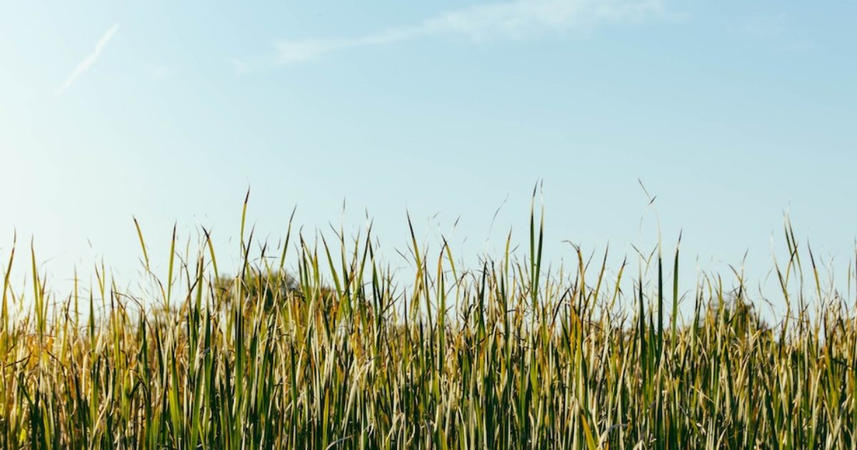 grass wisconsin