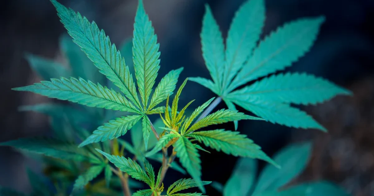 Image related to It’s Time for Legal Cannabis in Wisconsin